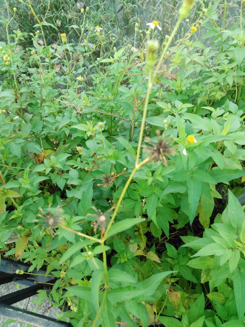 中药材鬼针草中药材鬼针草