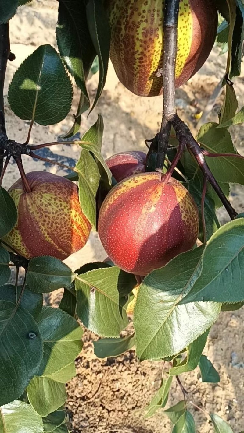 出售七年生精品玉露香梨树，价格美丽