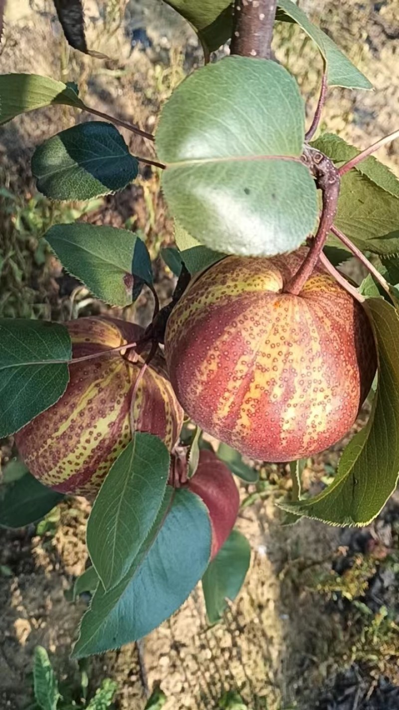 出售七年生精品玉露香梨树，价格美丽