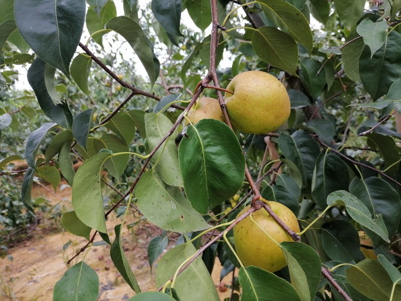 出售七年生精品玉露香梨树，价格美丽