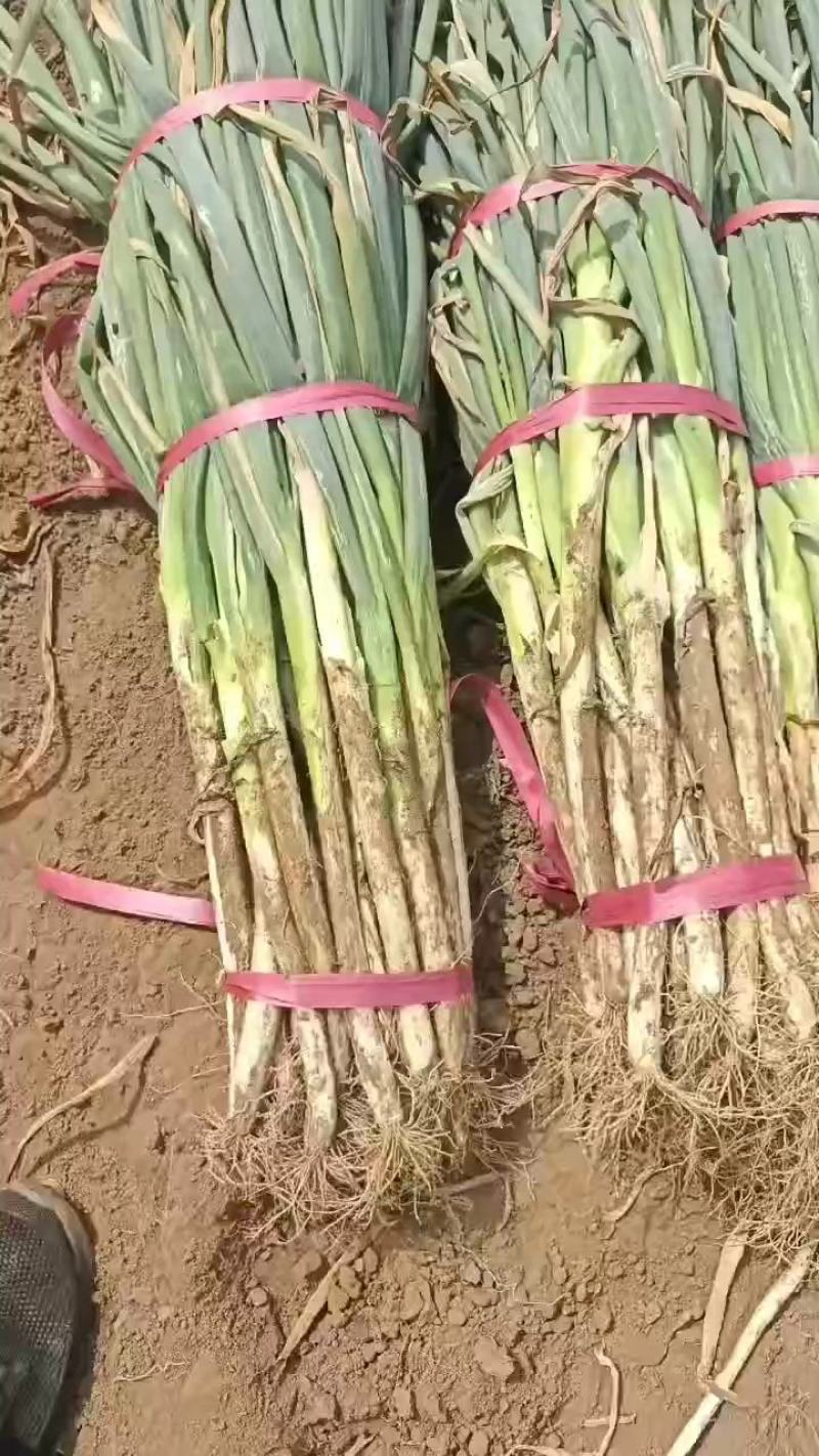 鸡泽大葱