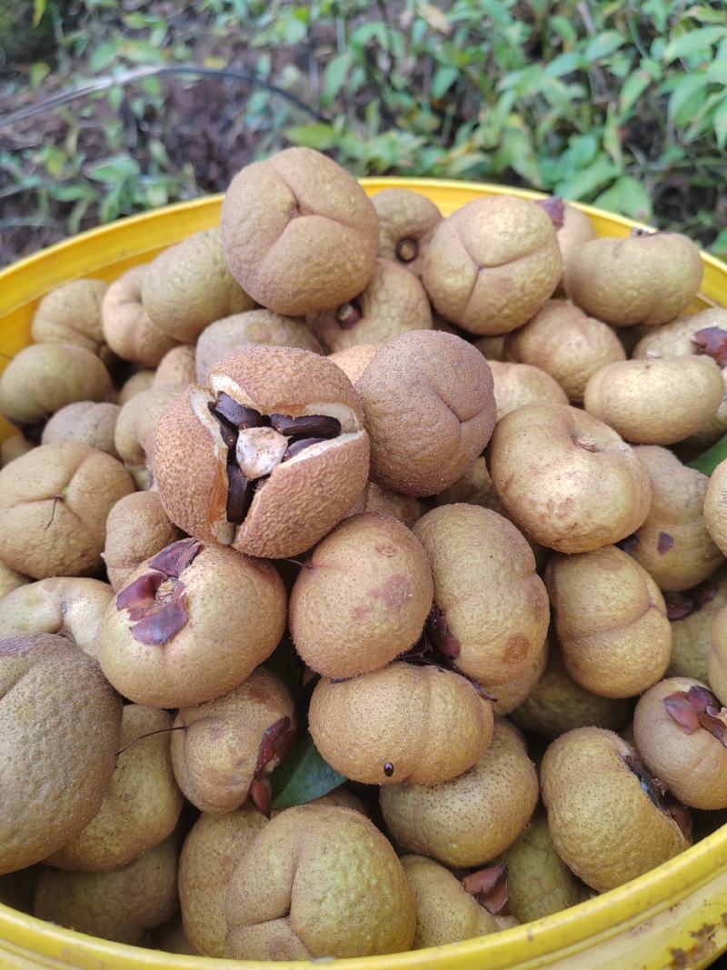 野山茶果干籽，红花茶果，红花油茶果，大量批发零售，