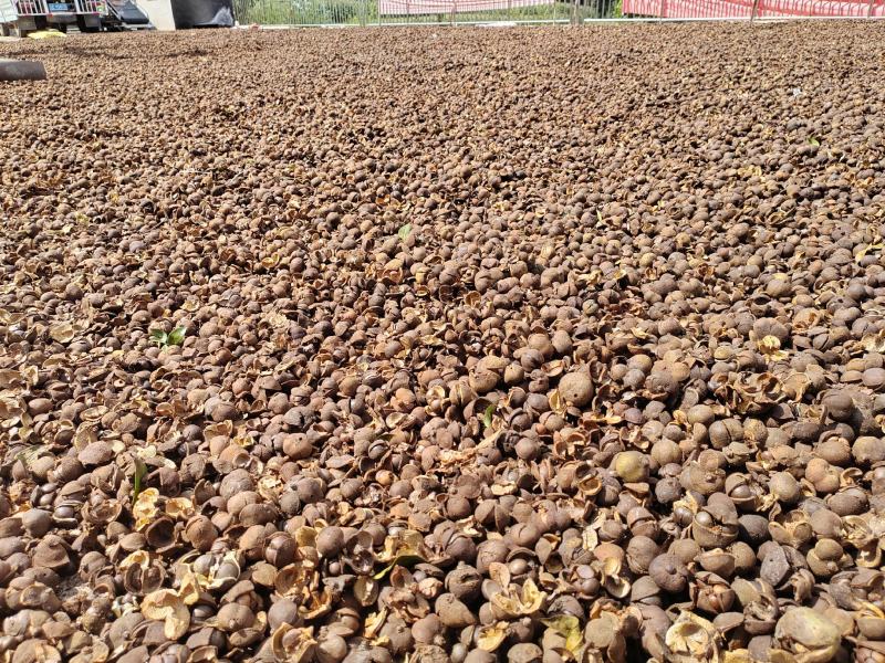 野山茶果干籽，红花茶果，红花油茶果，大量批发零售，