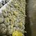 榆黄蘑出菇菌棒，免费技术支持包销干品20元一斤。