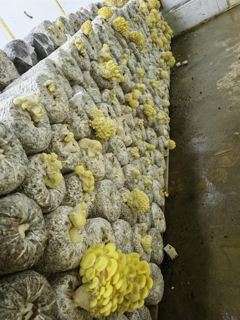 榆黄蘑出菇菌棒，免费技术支持包销干品20元一斤。