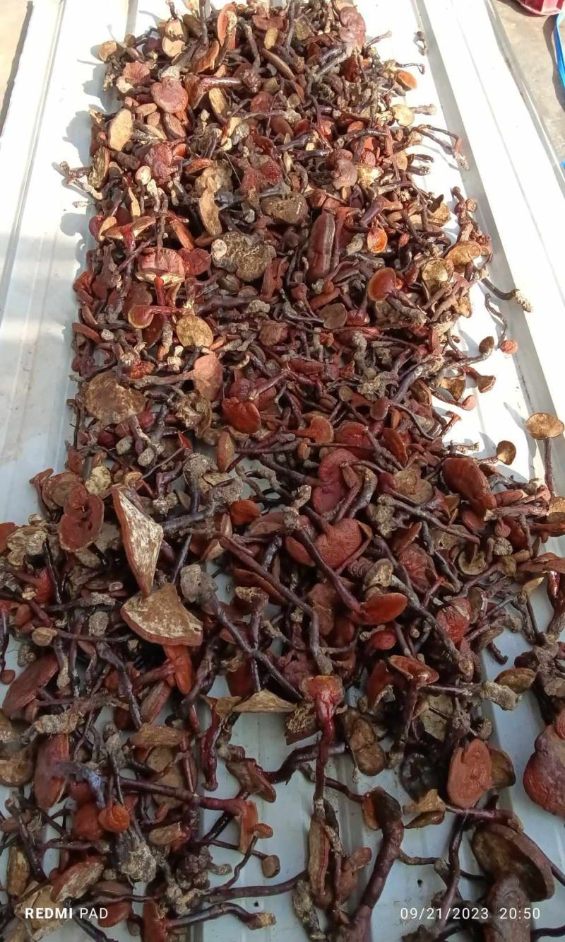 灵芝王