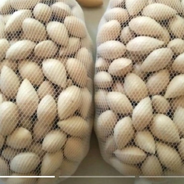 白果