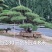 造型油松，造型黑松，山东造型松基地，2000亩，规格全