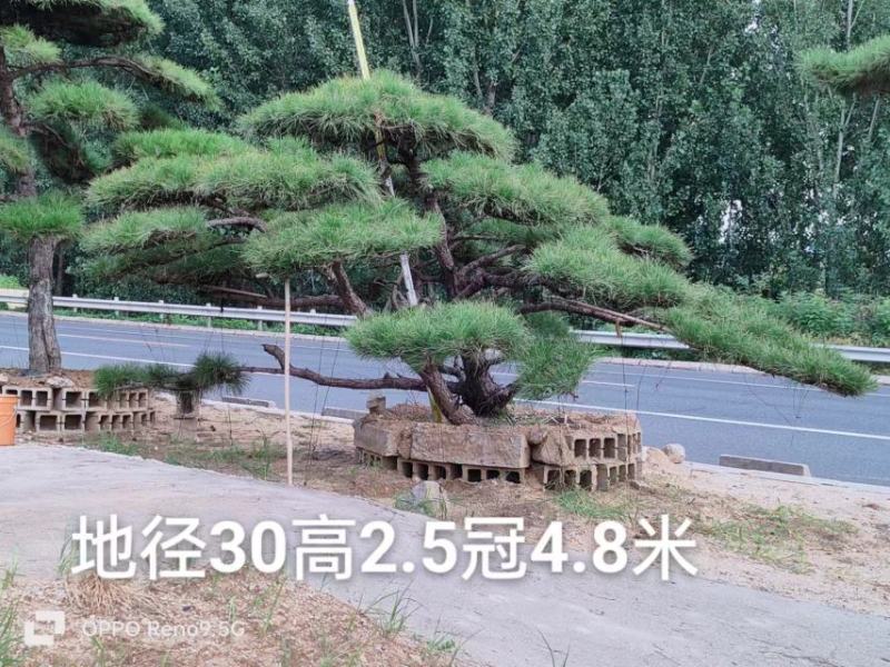 造型油松，造型黑松，山东造型松基地，2000亩，规格全