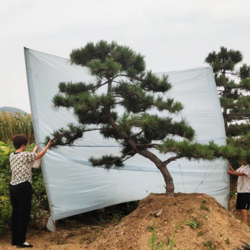 造型油松，造型黑松，山东造型松基地，2000亩，规格全