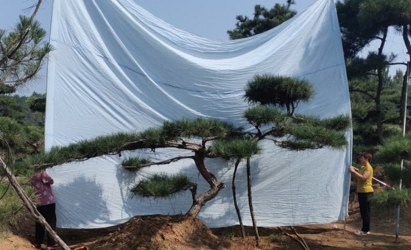 造型油松，造型黑松，山东造型松基地，2000亩，规格全