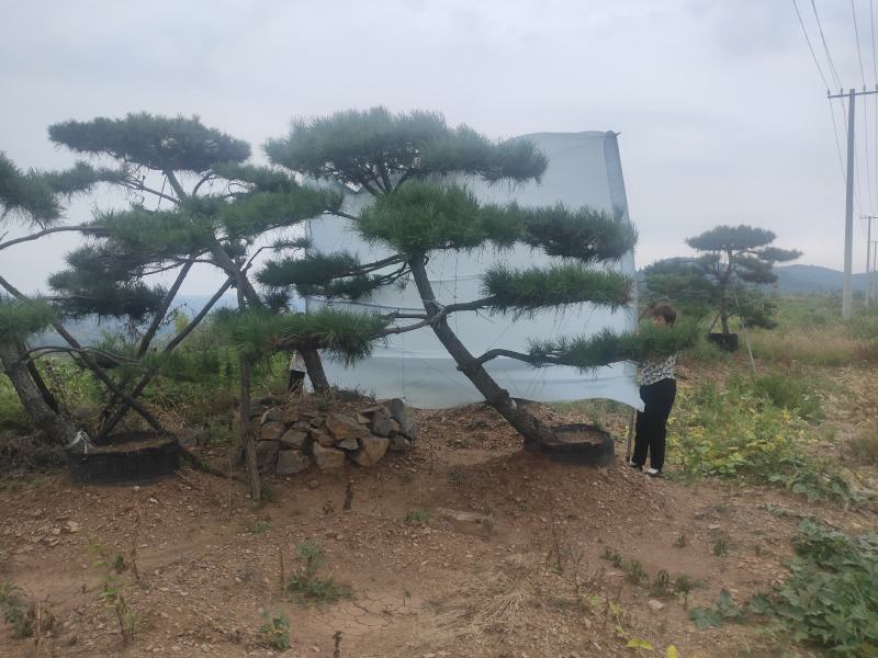 造型油松，造型黑松，山东造型松基地，2000亩，规格全