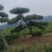 造型油松，造型黑松，山东造型松基地，2000亩，规格全