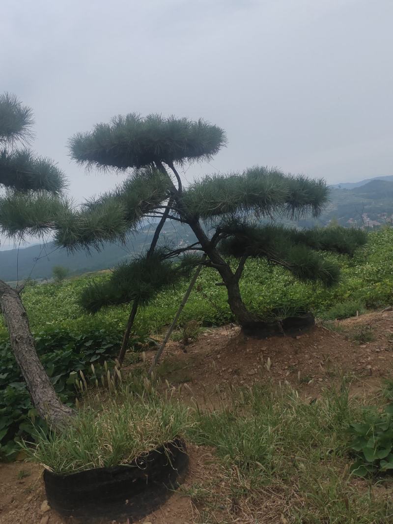 造型油松，造型黑松，山东造型松基地，2000亩，规格全