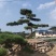 造型油松，造型黑松，山东造型松基地，2000亩，规格全