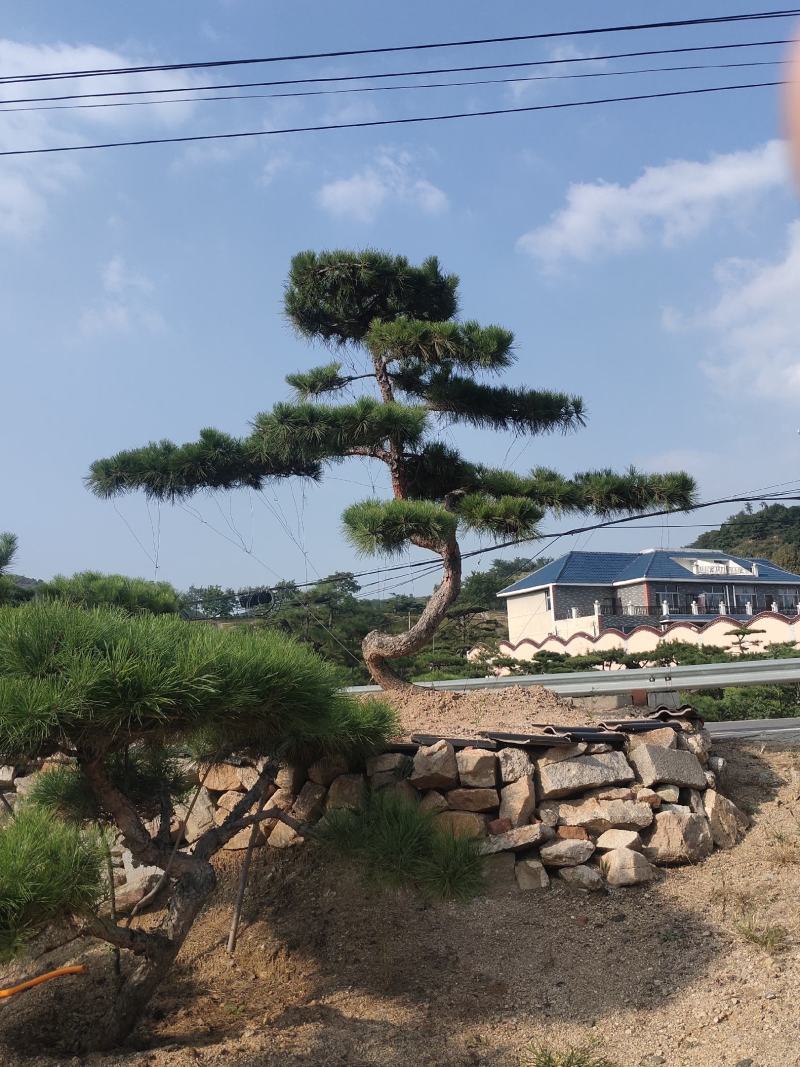 造型油松，造型黑松，山东造型松基地，2000亩，规格全