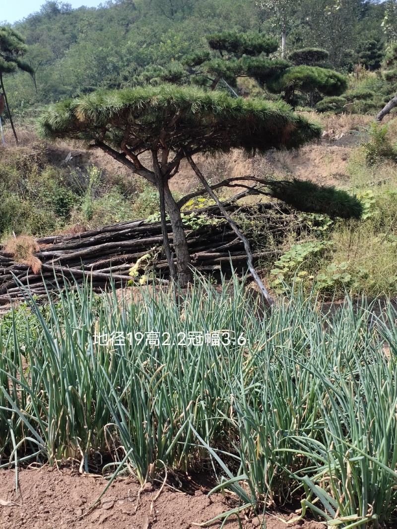 造型油松，造型黑松，山东造型松基地，2000亩，规格全