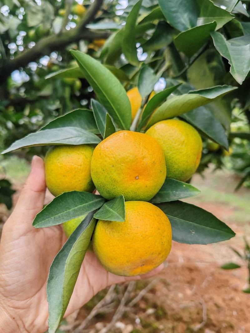 【精品】蜜橘特早大量电商平台市场地头装货可看园采