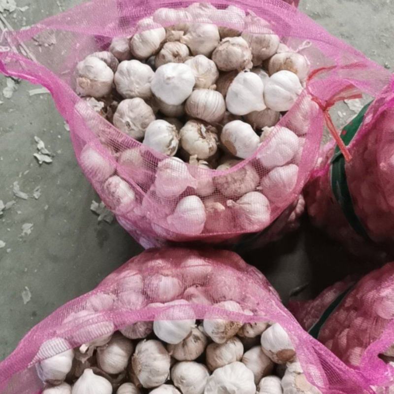 金乡紫皮大蒜