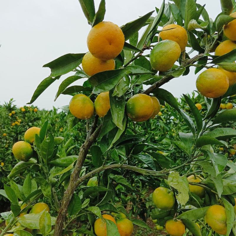 高山蜜橘