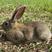 比利时杂交野兔农村养殖新项目