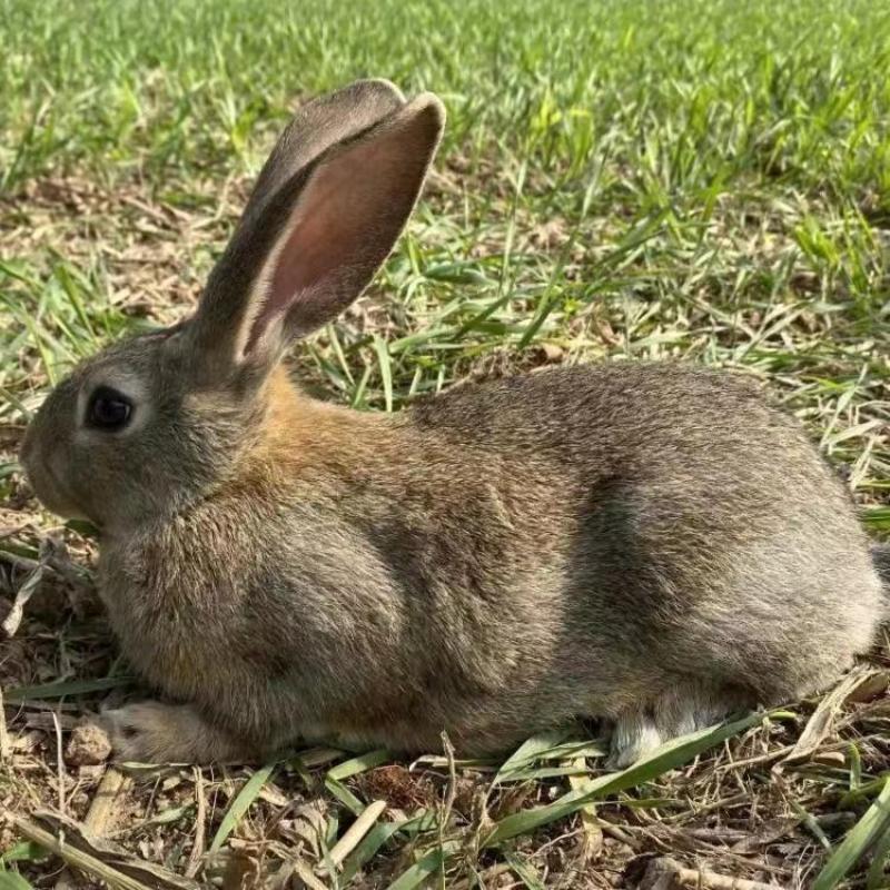 比利时杂交野兔农村养殖新项目