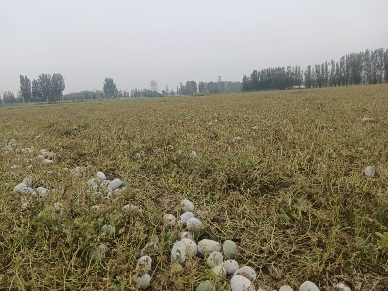 百亩专业圆水果冬瓜种植基地大量有货！