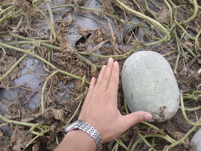 百亩专业圆水果冬瓜种植基地大量有货！