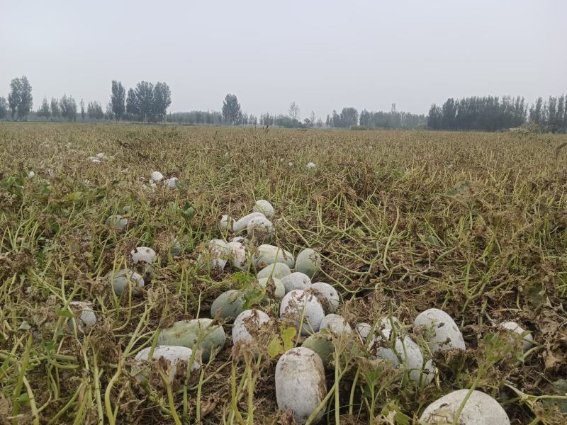 百亩专业圆水果冬瓜种植基地大量有货！