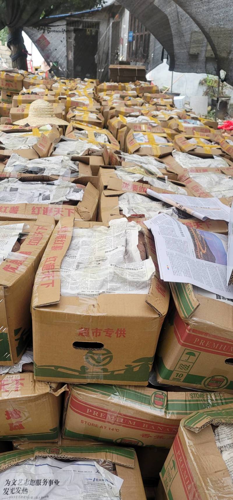 【推荐】山东邹城大量出售济薯26量大，口感好