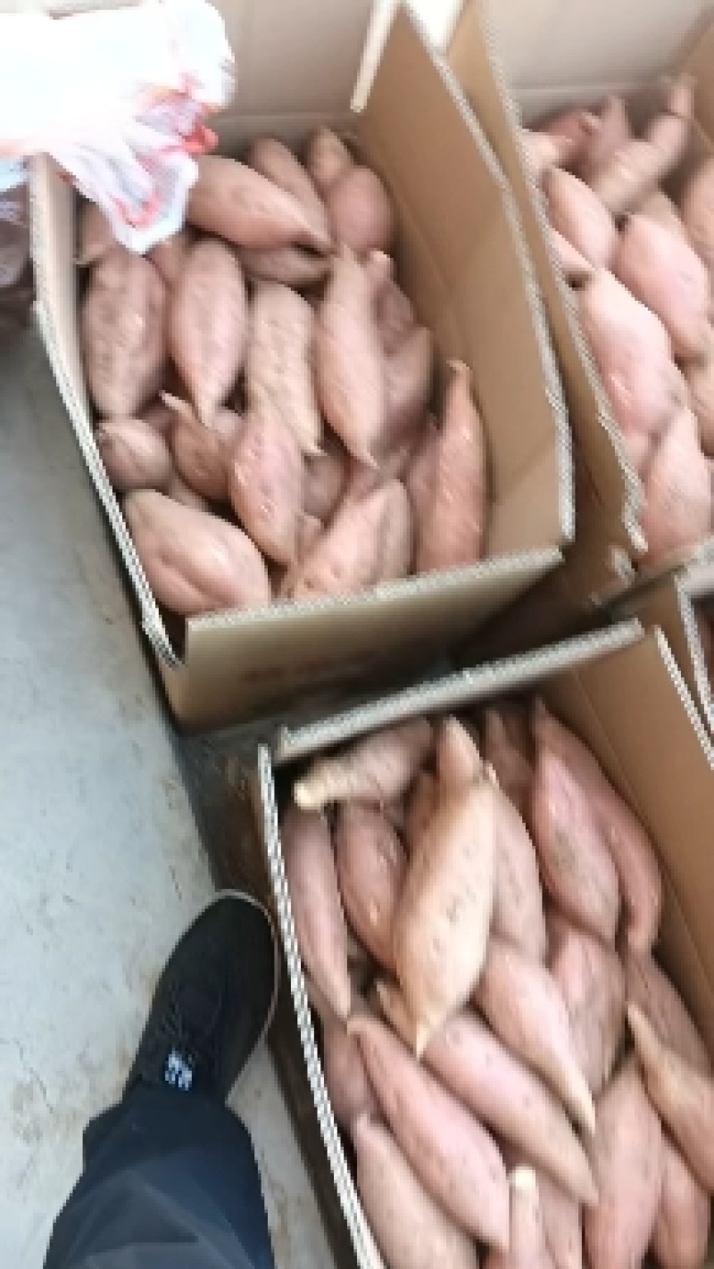 【推荐】山东邹城大量出售济薯26量大，口感好