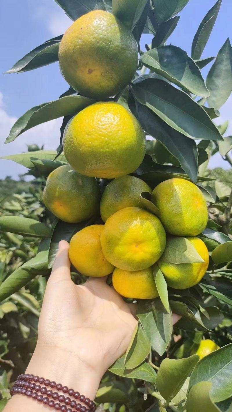 【湖北蜜桔】高山蜜桔️皮薄光洁现摘现发量大从优