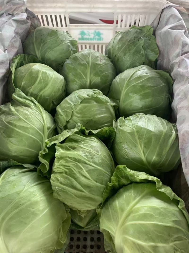 扁包菜，中甘甘蓝，产地直发田头直发诚信经营欢迎选