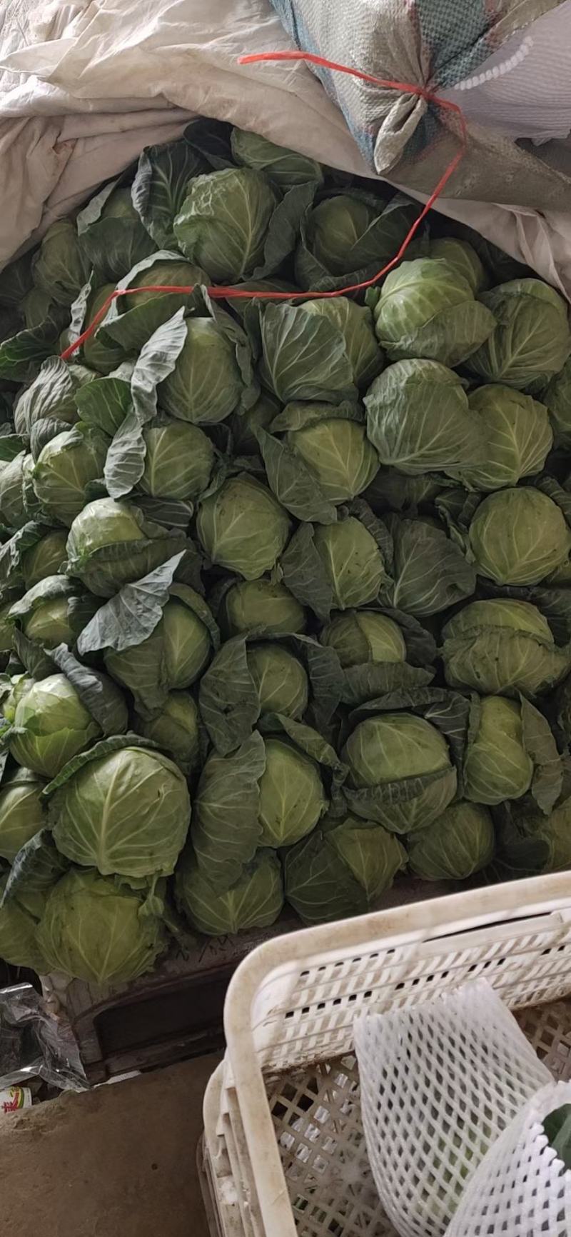 扁包菜，中甘甘蓝，产地直发田头直发诚信经营欢迎选