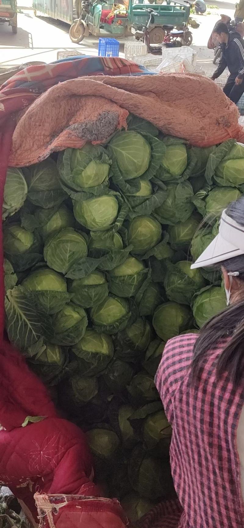 扁包菜，中甘甘蓝，产地直发田头直发诚信经营欢迎选