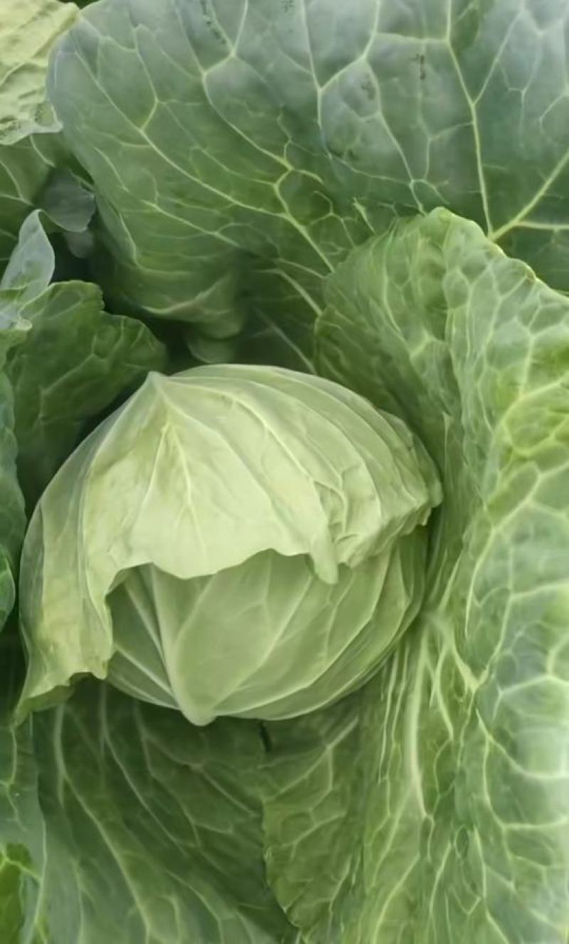扁包菜，中甘甘蓝，产地直发田头直发诚信经营欢迎选