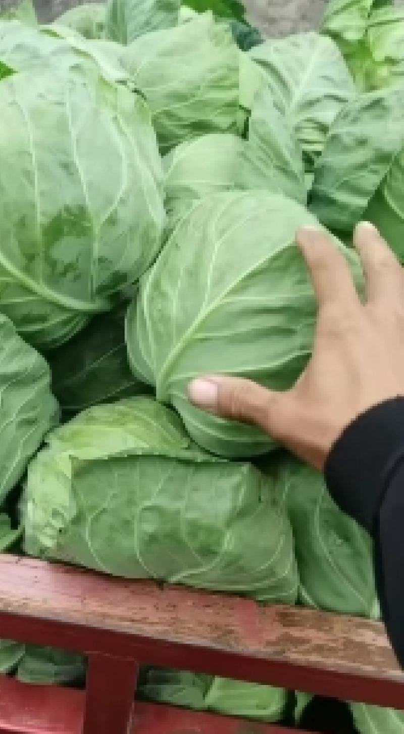 扁包菜，中甘甘蓝，产地直发田头直发诚信经营欢迎选