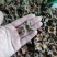 柿蒂花草类祥泰药材栈中药材批发零售实物拍摄量多从优