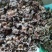柿蒂花草类祥泰药材栈中药材批发零售实物拍摄量多从优