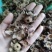 柿蒂花草类祥泰药材栈中药材批发零售实物拍摄量多从优