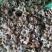 柿蒂花草类祥泰药材栈中药材批发零售实物拍摄量多从优