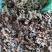 柿蒂花草类祥泰药材栈中药材批发零售实物拍摄量多从优