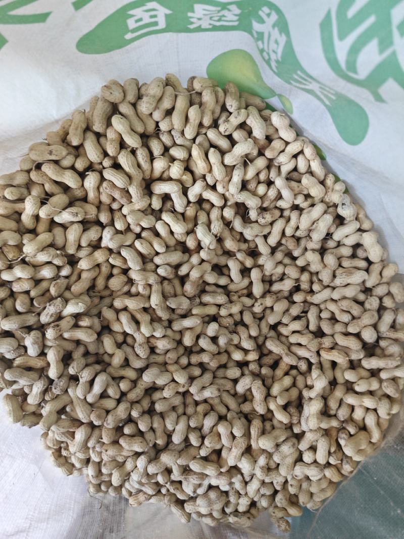 25年精选花生小日本花生风选色选小珍珠花生批发