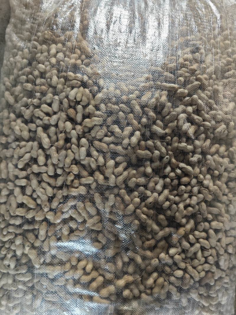 25年精选花生小日本花生风选色选小珍珠花生批发