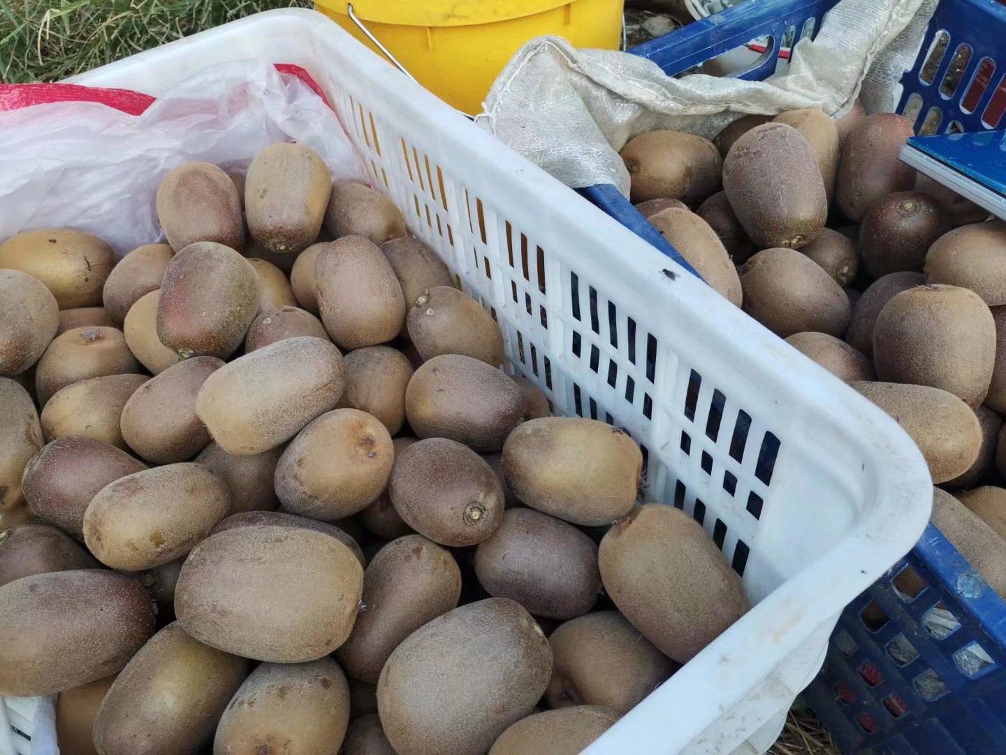 消费者在水果店挑选黄心猕猴桃