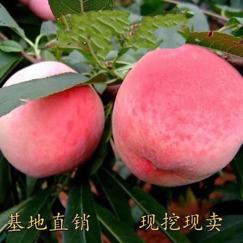 睌熟香桃苗