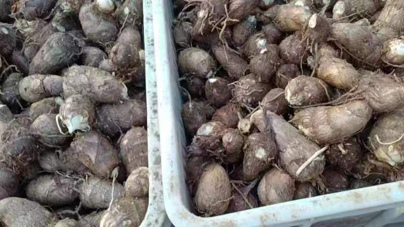 毛芋头在冰箱中保存