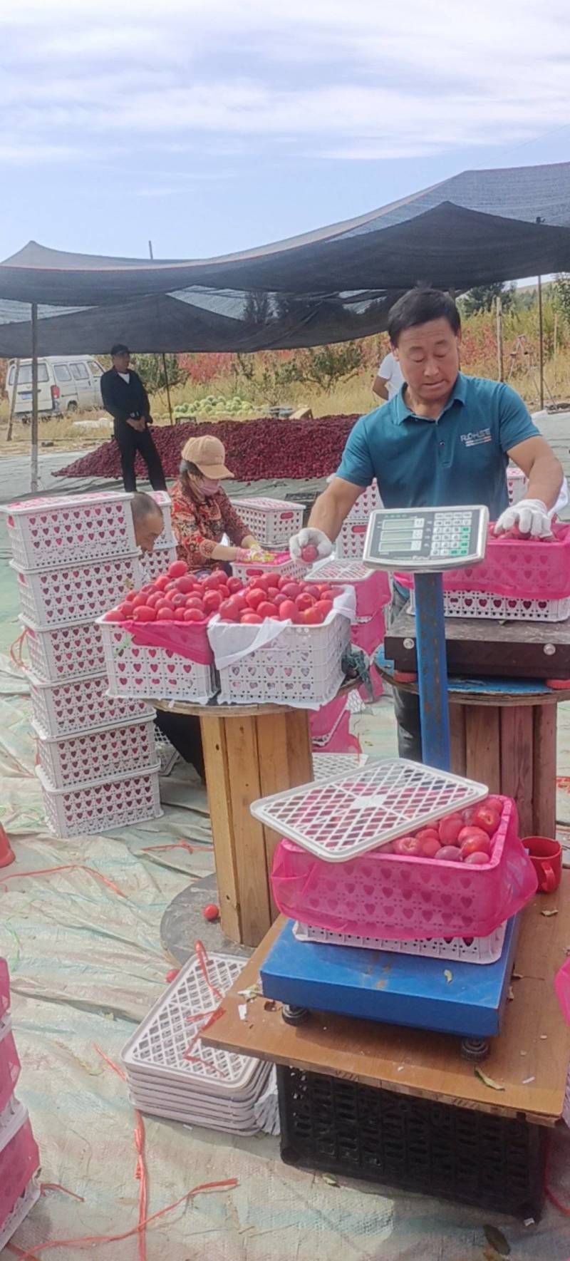 内蒙古通辽市科尔沁区鸡心果，也叫锦绣海糖果，大量上市，