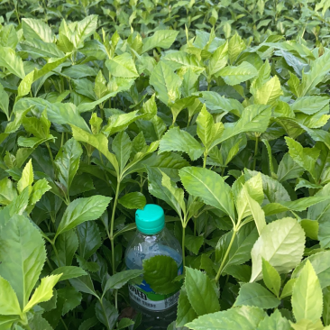 草珊瑚苗，草珊瑚种苗，九节风种苗，苗圃直销籽拨苗
