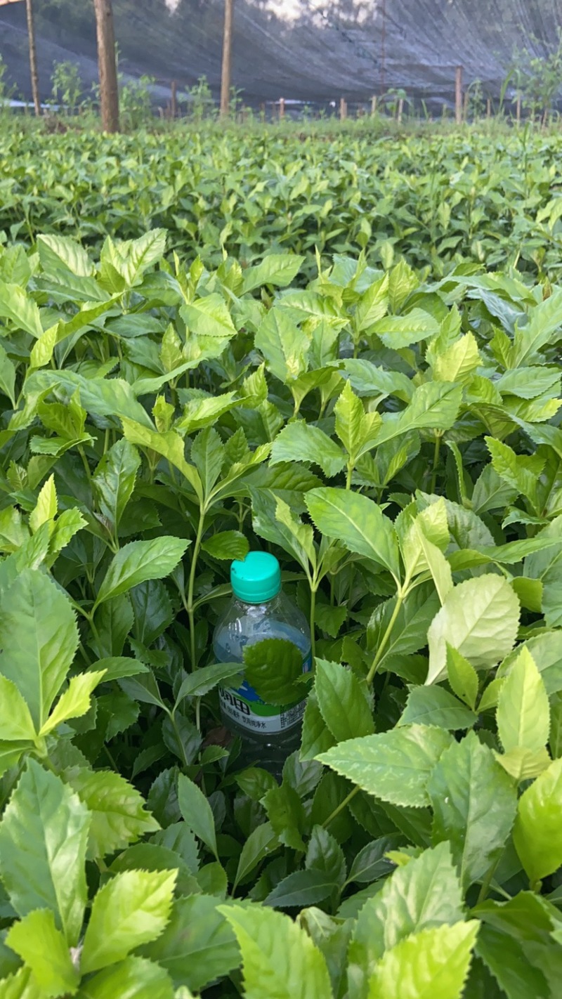 草珊瑚苗，草珊瑚种苗，九节风种苗，苗圃直销籽拨苗